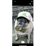 Pugs with big hearts