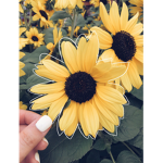 #mysunflowers