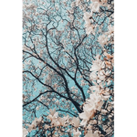 •~•beautiful blossoms•~•