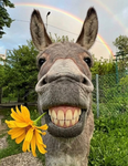 DonkeysEatingUnicorns