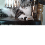 The caramel kittys