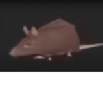 ratgang ratgang