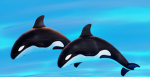 Orca king community