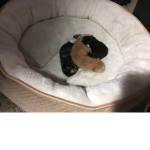 A kitten group