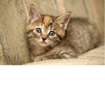 I Love Cats! And I Always Will!