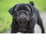 team dog for ever no matter what
