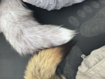 CuteFluffyCuteness