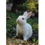 #bun bun