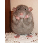 the rat loyal subjects