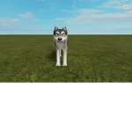 Wolf Boy Studios