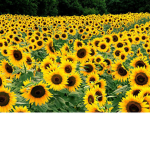 Sunflowers Group