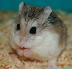 The Hamster Studios