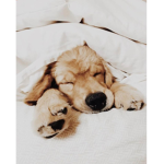 Join the puppy squad