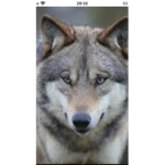 Wolfire