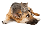 Cats and Dogs Friends Forever