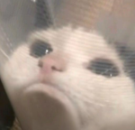 peak-a-boo