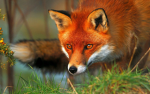 Fox Paws Fan Group!