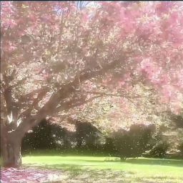 ••sakura obby••