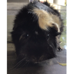All hail spike the guinea pig