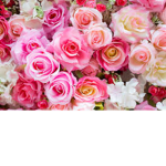 red rosettes <3