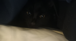 GlitterKitten Sylvia