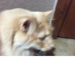 Jaxypoo the great