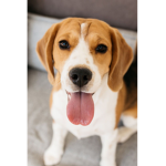DOG FAN FAN GROUP