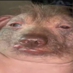 YEET A PIG
