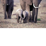 Elephant family of roblox! :D