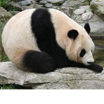 Cute pandas!!!