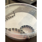 Snakes are cooler than you