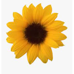 Sunflower seeds group for girls and friends
