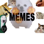 Meme pet fan group