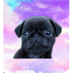 Itz_pugs