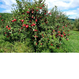 APPLE PARTY