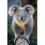 Team Koala Foreveeerrr