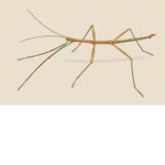 Stickbug group