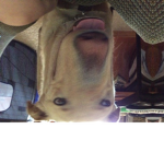 CHLOE DOG FAN GROUP