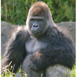 Gorillasssssss