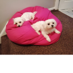 Hi Puppy and dog group lol