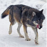 twisted wolf games