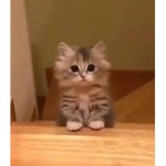 Kitty-cats!!!