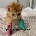 the fluff kittens