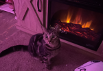 April the cat