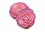 Rose and love