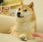 DogeBrothers Studio