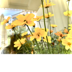 Yellow rose’s