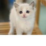 냥냥이!