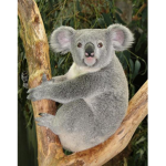 The Koala Fans!