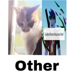 Cats, Roblox, Other, Fan Group